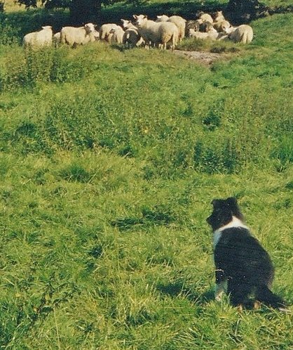 Little Heike-mother is studying her sheep