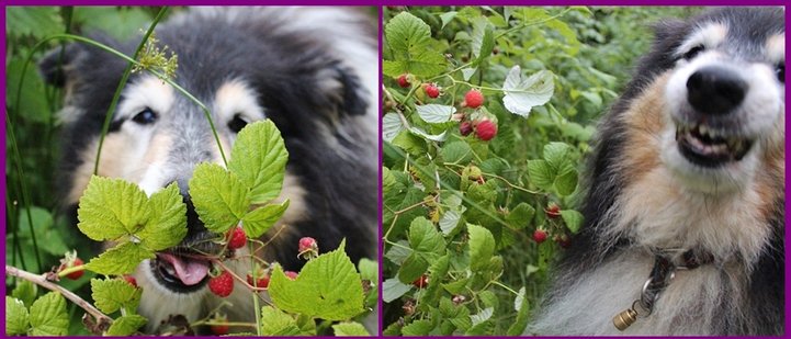 Little Heike-mother eating berries - see how happy she is 