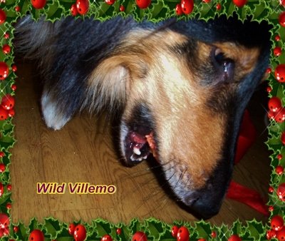 Wild Villemo
