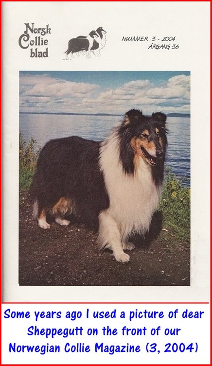 Sheppegutt on the front-page of Norwegian Collie Club Magazine number 3 2004  